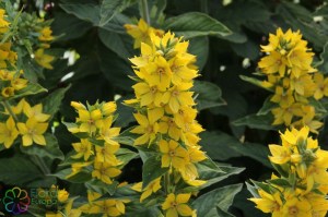 lysimachia puntata (1)